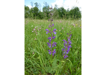 Wiesen-Salbei (Salvia pratensis) - © Philipp Sengl